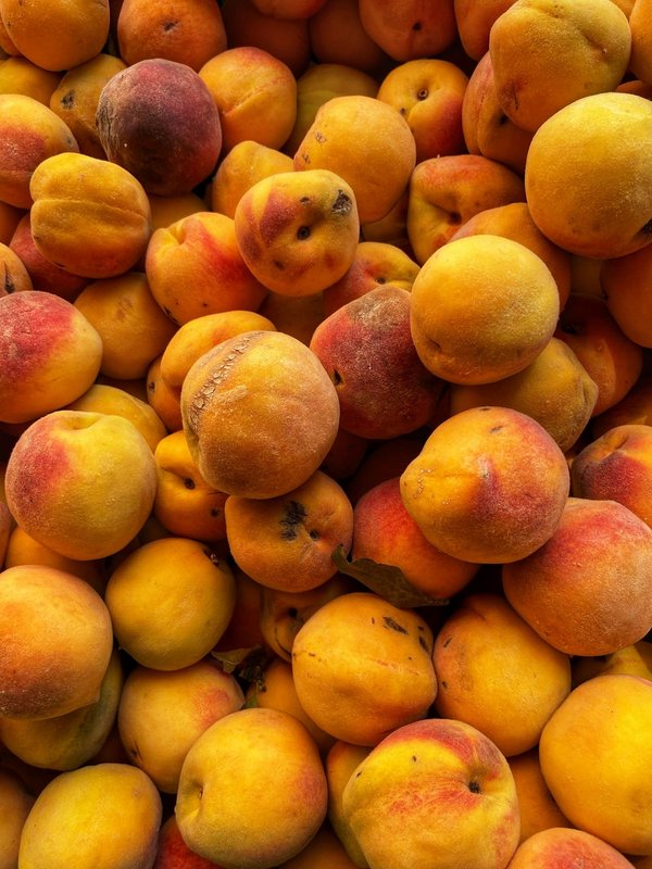 Où trouver les meilleurs spots pour la pêche à la mouche en Patagonie, Argentine : rivières et guides recommandés ?